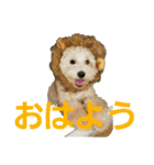 momotarou-1（個別スタンプ：1）