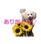 momotarou-1（個別スタンプ：2）