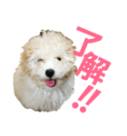 momotarou-1（個別スタンプ：3）