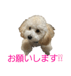 momotarou-1（個別スタンプ：4）