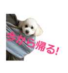 momotarou-1（個別スタンプ：5）