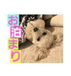 momotarou-1（個別スタンプ：7）