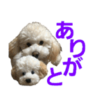 momotarou-1（個別スタンプ：13）