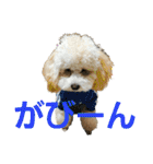 momotarou-1（個別スタンプ：14）