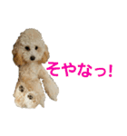 momotarou-1（個別スタンプ：18）