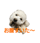 momotarou-1（個別スタンプ：24）