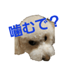 momotarou-1（個別スタンプ：27）