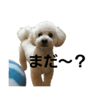 momotarou-1（個別スタンプ：31）