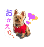 Kswaii dog4（個別スタンプ：3）