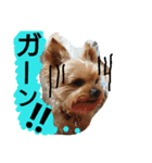 Kswaii dog4（個別スタンプ：6）