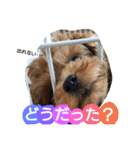 Kswaii dog4（個別スタンプ：7）