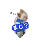 Kswaii dog4（個別スタンプ：8）