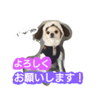 Kswaii dog4（個別スタンプ：12）