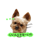 Kswaii dog4（個別スタンプ：13）