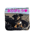 Kswaii dog4（個別スタンプ：14）