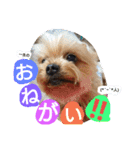 Kswaii dog4（個別スタンプ：16）