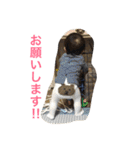 こたた（個別スタンプ：38）