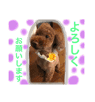 愛犬と生活（個別スタンプ：12）