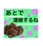 愛犬と生活（個別スタンプ：23）