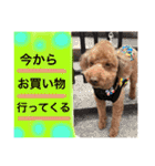 愛犬と生活（個別スタンプ：24）