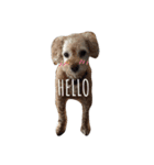 茶色の犬と白い犬（個別スタンプ：1）