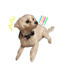 茶色の犬と白い犬（個別スタンプ：4）