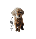 茶色の犬と白い犬（個別スタンプ：5）