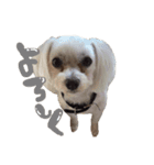 茶色の犬と白い犬（個別スタンプ：8）