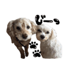 茶色の犬と白い犬（個別スタンプ：12）