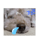 茶色の犬と白い犬（個別スタンプ：13）