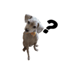 茶色の犬と白い犬（個別スタンプ：14）
