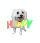 茶色の犬と白い犬（個別スタンプ：15）