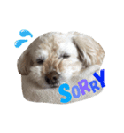 茶色の犬と白い犬（個別スタンプ：16）