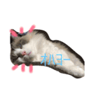 ひめちぎんしし（個別スタンプ：2）