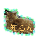 ひめちぎんしし（個別スタンプ：6）