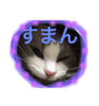 ひめちぎんしし（個別スタンプ：9）