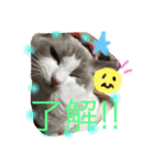 ひめちぎんしし（個別スタンプ：11）