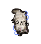 ひめちぎんしし（個別スタンプ：13）
