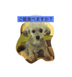 keita.kami（個別スタンプ：15）