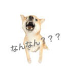 柴犬るーくん (広島弁)（個別スタンプ：1）