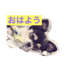 ももららの日常（個別スタンプ：1）