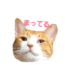 my cat chacha（個別スタンプ：1）