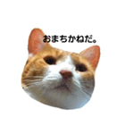 my cat chacha（個別スタンプ：2）