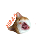 my cat chacha（個別スタンプ：3）