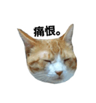 my cat chacha（個別スタンプ：4）