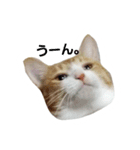 my cat chacha（個別スタンプ：5）