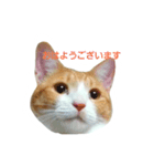 my cat chacha（個別スタンプ：6）