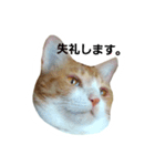 my cat chacha（個別スタンプ：7）
