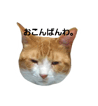 my cat chacha（個別スタンプ：8）