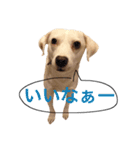 柴犬と白い雑種犬-10（個別スタンプ：14）